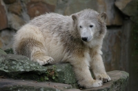 Eisbär "Knut"